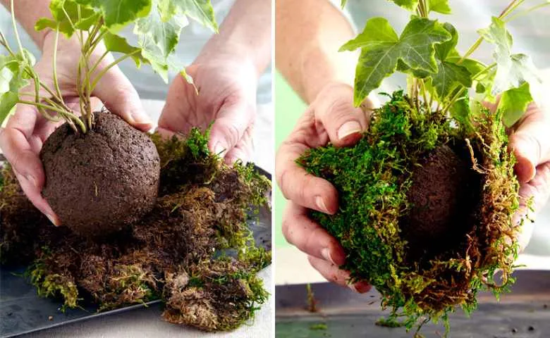 Quy trình làm quả bóng đất và quấn rêu cho cây Kokedama