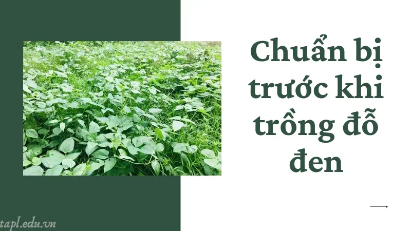 Quy trình lựa chọn và chuẩn bị hạt giống đỗ đen