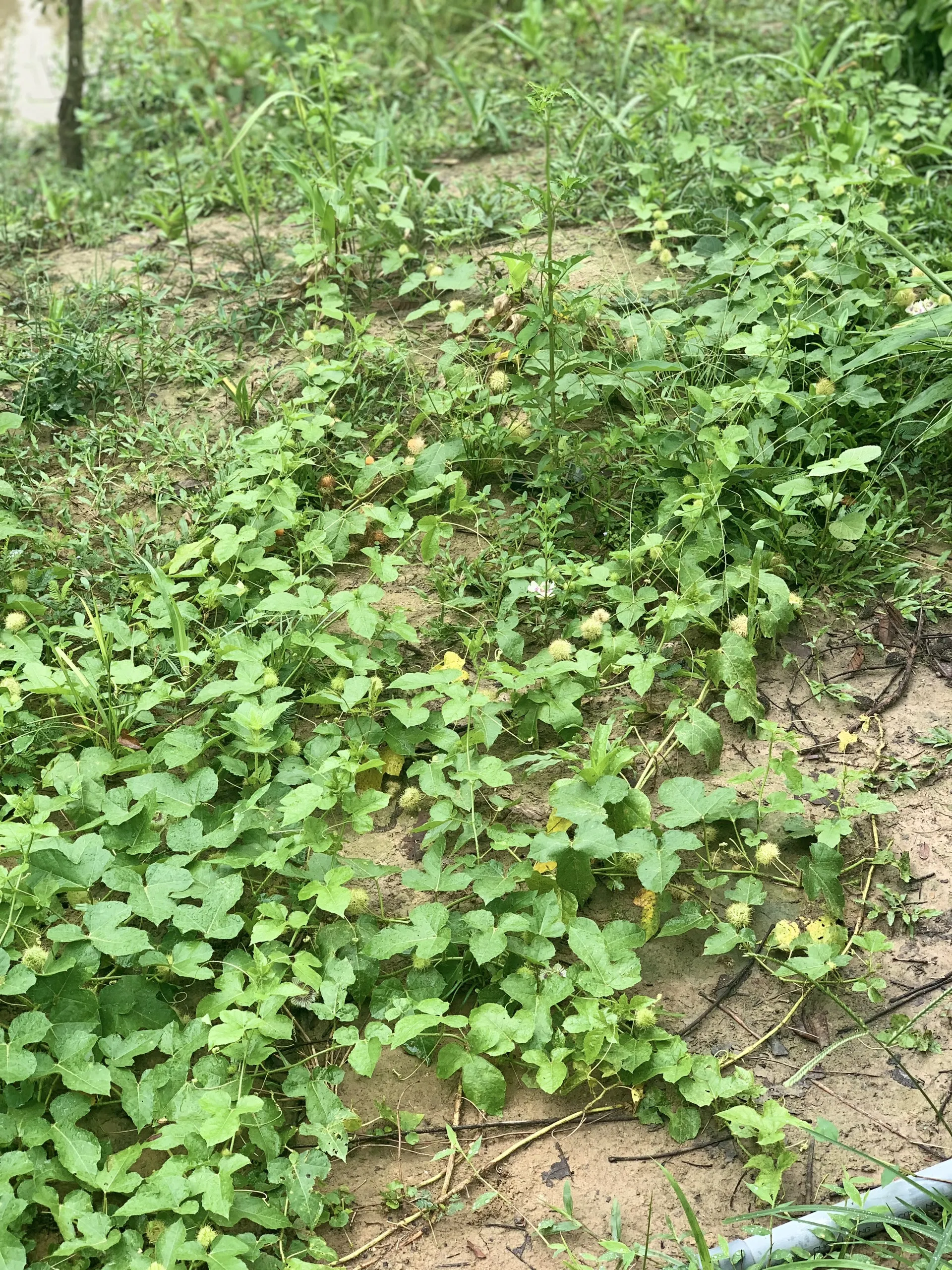 Quy trình phơi sấy và chế biến cây lạc tiên thành dược liệu