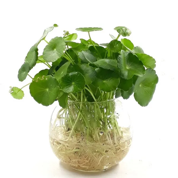 quy trình rửa sạch rễ cây và cố định chúng vào bình thủy sinh để bắt đầu trồng