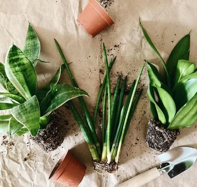 Quy trình tách cây và thay đất cho cây lưỡi hổ cần thực hiện định kỳ 2-3 năm một lần