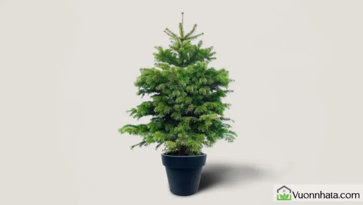 Quy trình tạo hình bonsai bằng cách uốn dây và cắt tỉa cho cây thông Noel