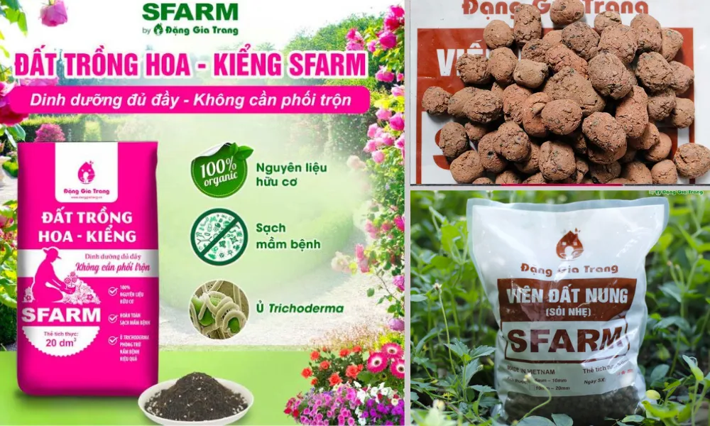 Quy trình thay đất trồng cho mai sau Tết cần được thực hiện nhẹ nhàng, tỉ mỉ để bảo vệ rễ cám