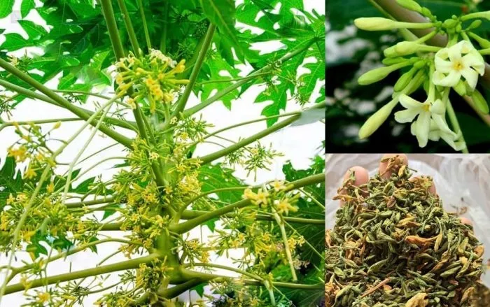 Quy trình thu hoạch hoa đu đủ đực tươi