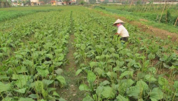 Quy trình thu hoạch lá và hoa mã đề đạt chuẩn năng suất sau 2 tháng trồng