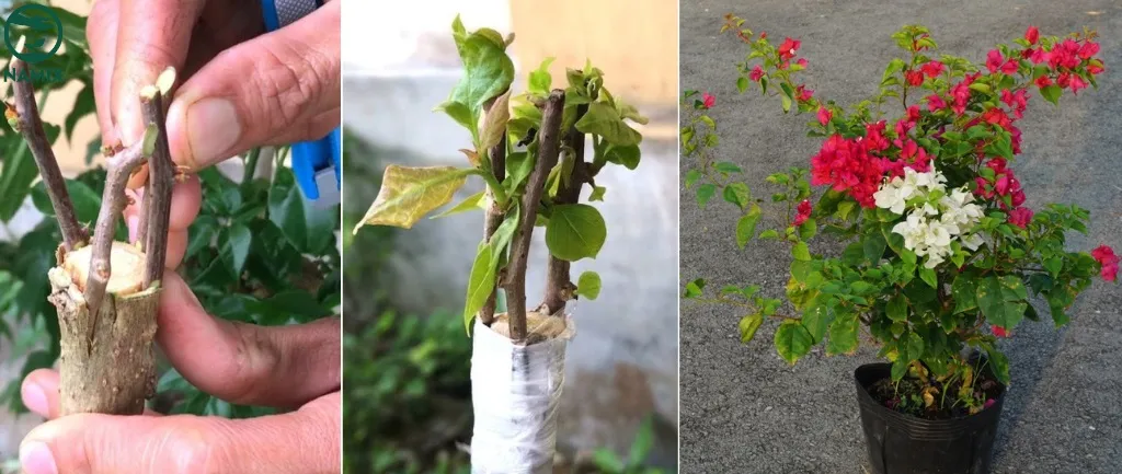 Quy trình thực hiện kỹ thuật ghép cành để tạo ra cây hoa giấy đa sắc