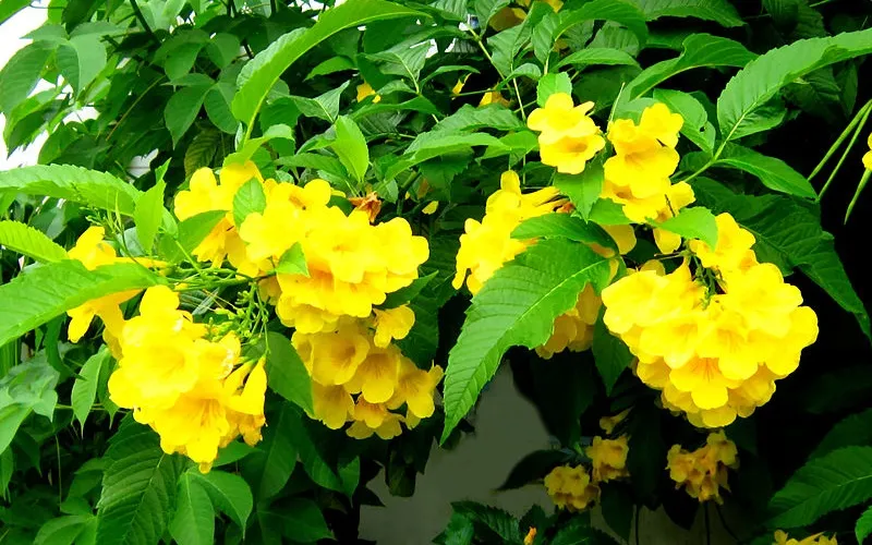 Quy trình trồng Cây Chuông Vàng từ cây con trong bầu