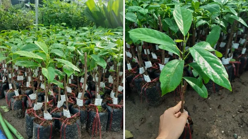 Quy trình trồng cây dâu da tại nhà hiệu quả