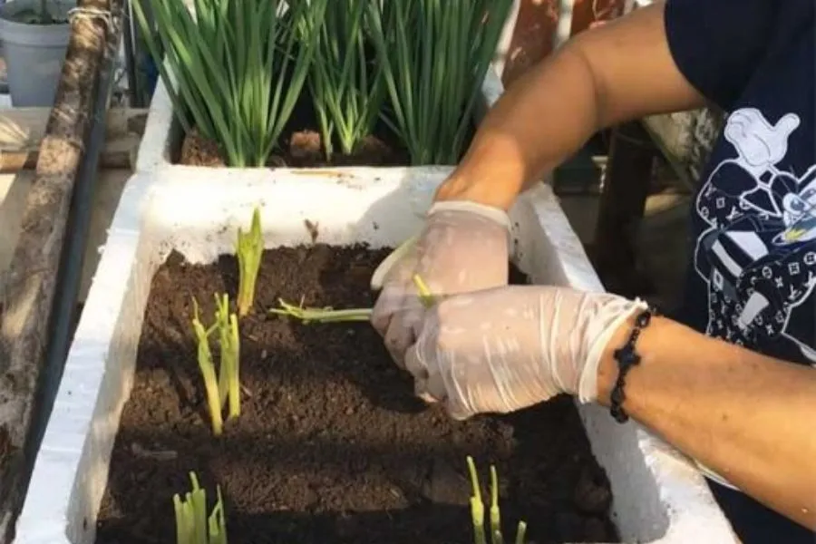 Quy trình trồng cây hành lá trong thùng xốp hoặc chậu đất tại vườn nhà