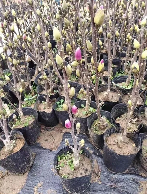 Quy trình trồng cây Mộc Lan đảm bảo cây đứng thẳng và thoát nước tốt