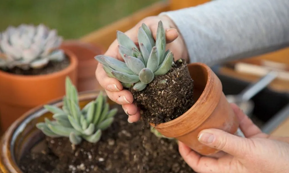 Quy trình trồng cây sen đá vào chậu với giá thể đã trộn đúng cách