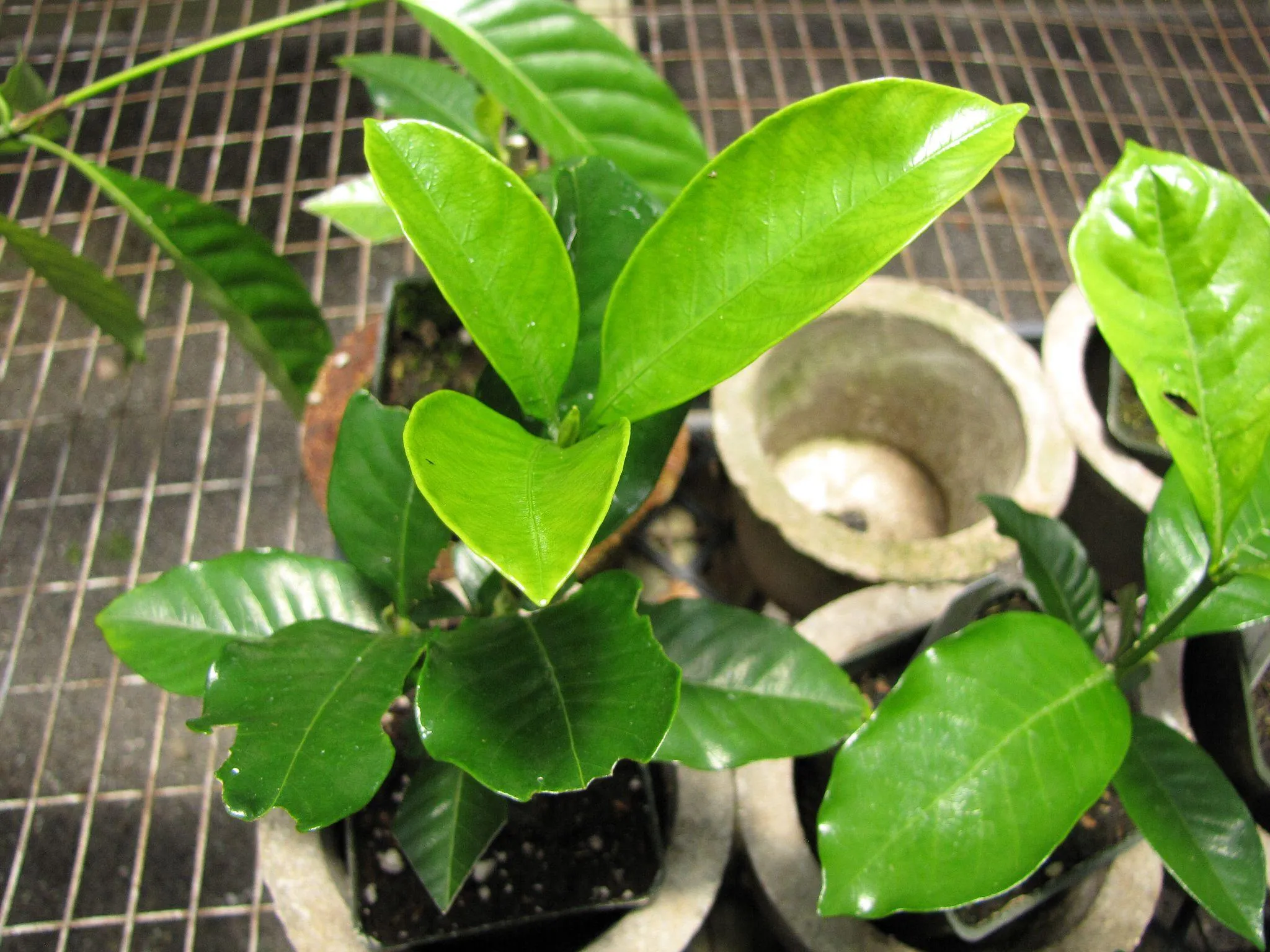 Quy trình trồng và chăm sóc cây dành dành cẩn thận giúp cây sinh trưởng tốt