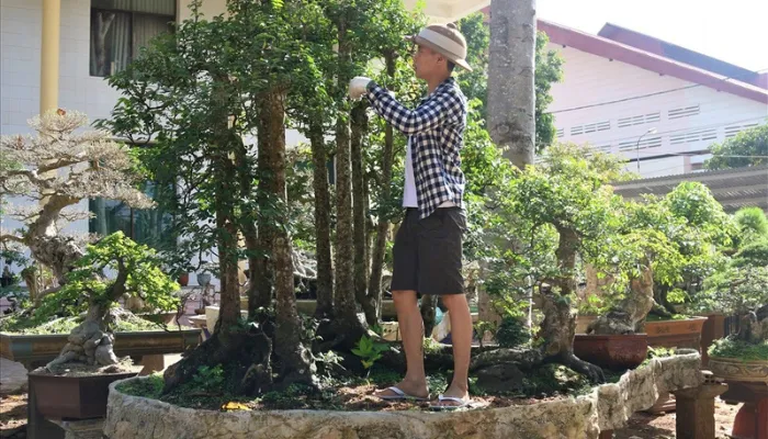 Quy trình trồng và chăm sóc cây khế trong chậu cảnh