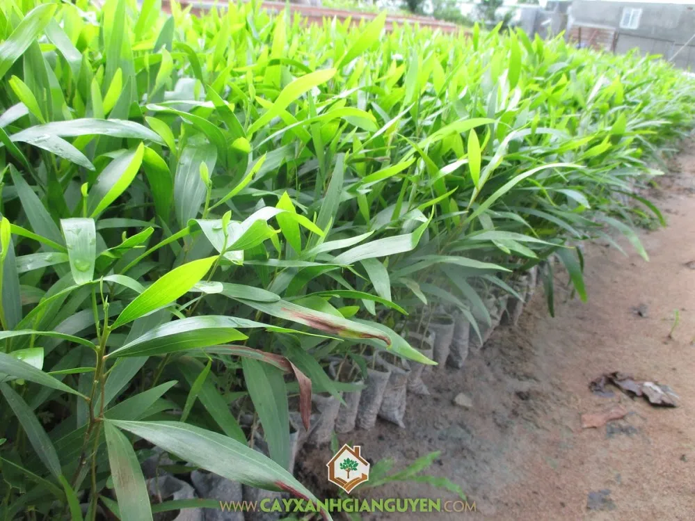 Quy trình trồng và chăm sóc cây Tràm Bông Vàng theo đúng kỹ thuật