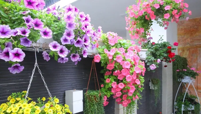 Quy trình trồng và chăm sóc hoa dạ thảo nở rộ