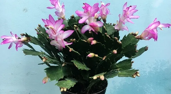 Quy trình trồng và chăm sóc hoa Tiểu Quỳnh đạt chất lượng cao