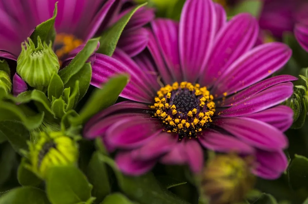 Quy trình tưới nước đúng cách cho cây hoa Cúc Châu Phi, đảm bảo đủ ẩm mà không bị úng