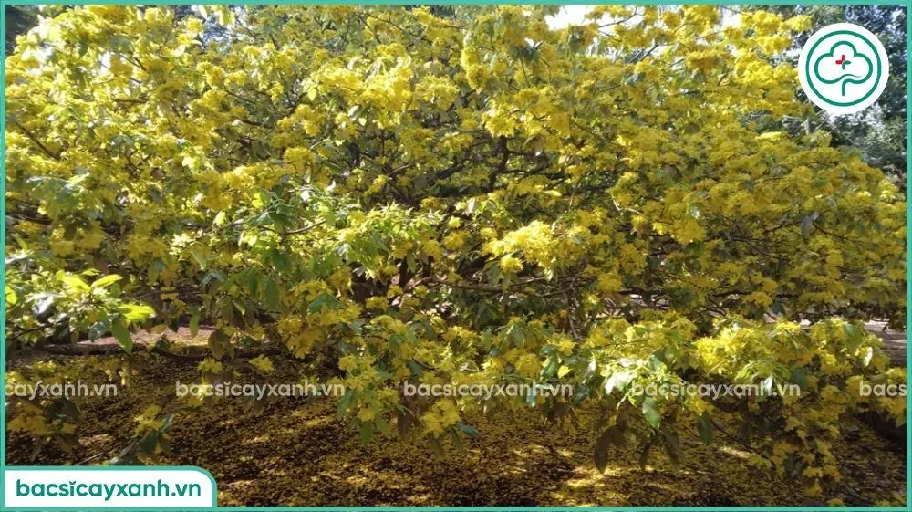 Quy trình tưới nước và dưỡng hoa mai vàng nở rộ đúng dịp Tết Nguyên Đán