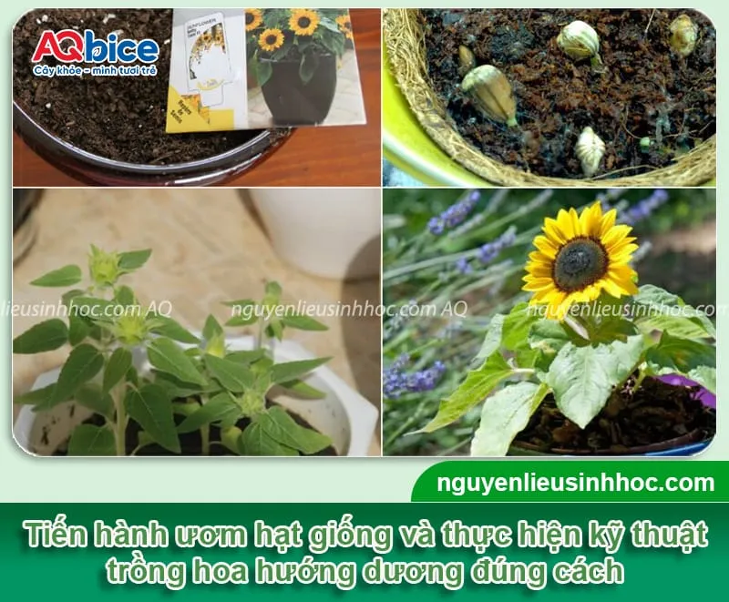 Quy trình ươm mầm và trồng cây hướng dương chi tiết nở hoa đúng Tết