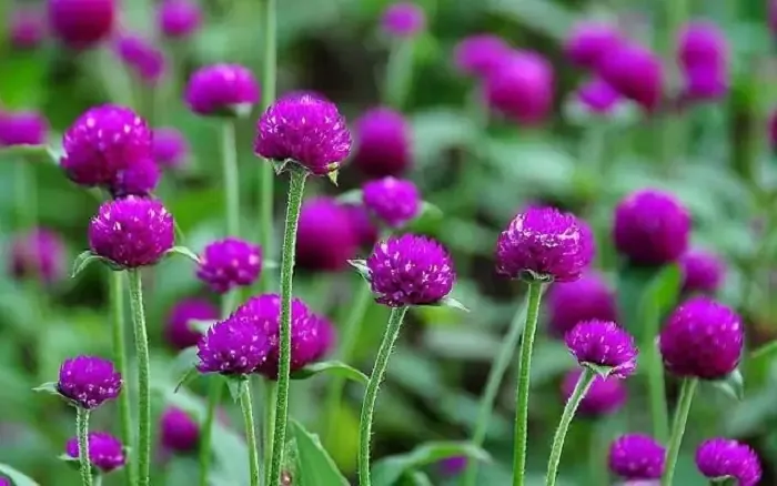 Quy trình xử lý hạt giống và gieo trồng hoa cúc nút áo hiệu quả