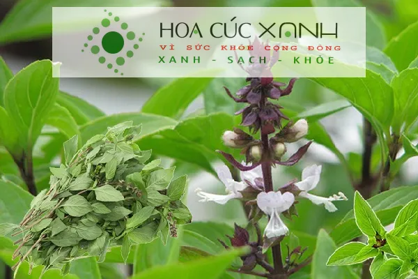 Rau húng quế lá xanh tơi xốp được trồng trên đất thoát nước tốt