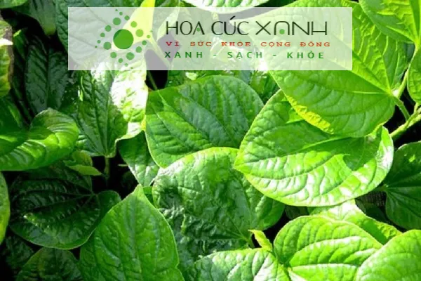 Rau lá lốt lá xanh to bản được sử dụng làm gia vị quen thuộc