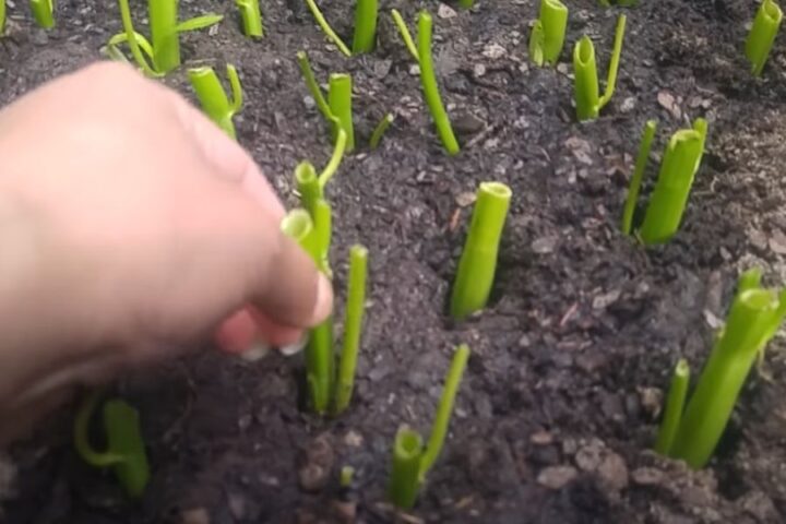 Cách Trồng Rau Muống Bằng Cây: Kỹ Thuật Chi Tiết Cho Năng Suất Tối Đa