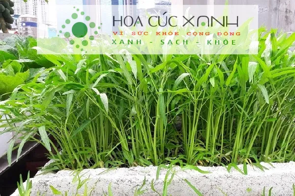 Rau muống xanh tươi phát triển mạnh mẽ trong điều kiện nhiệt độ cao