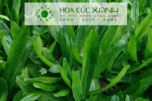 Rau ngò gai xanh tươi cần được bảo vệ khỏi sâu bệnh mùa hè