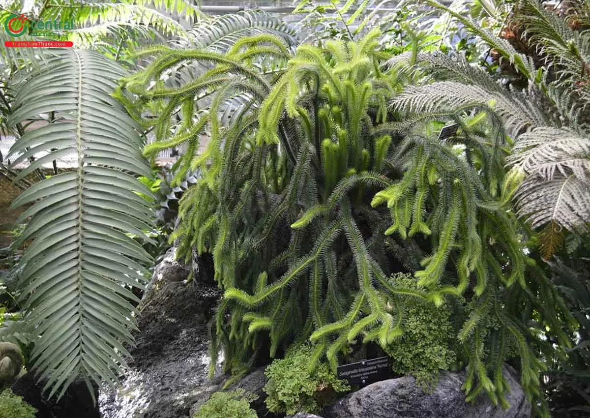 Râu Rồng (Huperzia squarrosa (Forst.) Trevis.)