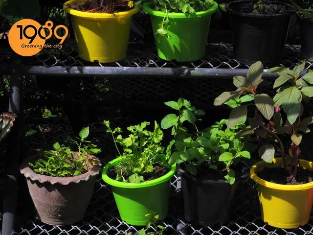 Rau trồng trong chậu từ đất ủ