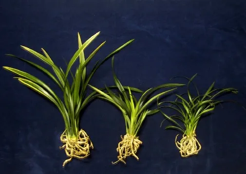 Rễ cây địa lan khỏe mạnh