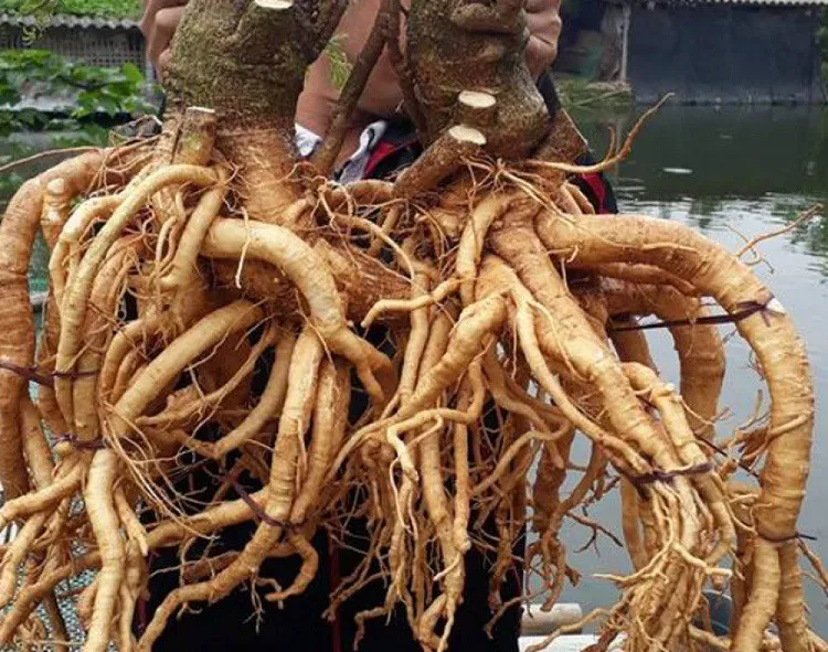 Rễ cây đinh lăng sau khi được thu hoạch, cho thấy kích thước củ lớn