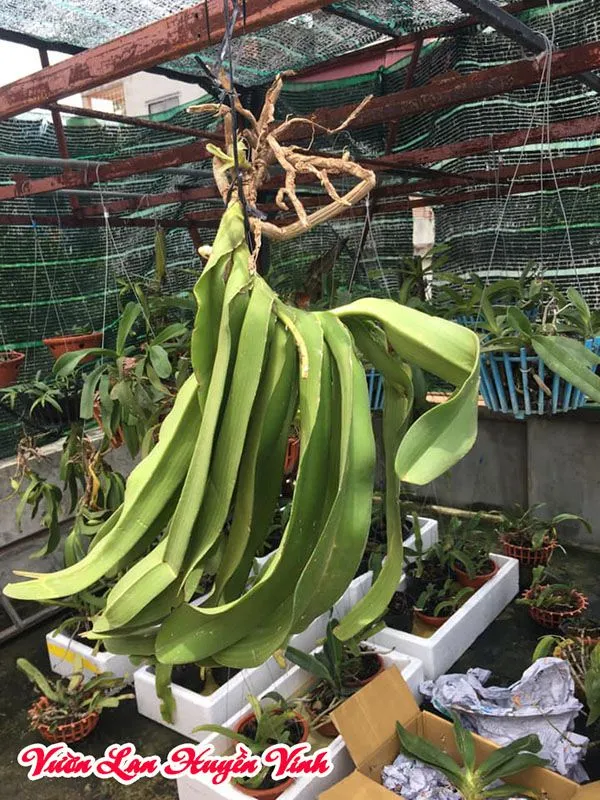 Rễ lan Đai Châu sau khi ngâm thuốc kích thích, một bước trong cách chăm sóc lan rừng ra hoa