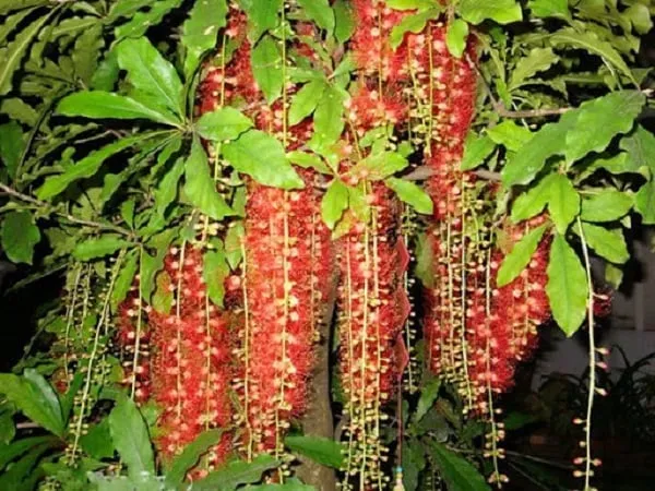 Rễ và gốc cây lộc vừng trưởng thành to lớn, biểu tượng cho sự kiên định và trường thọ