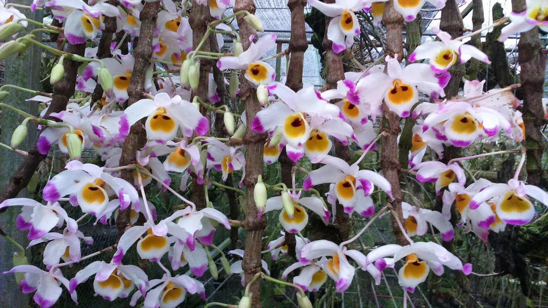 Rễ và thân lan rừng phát triển linh hoạt, yếu tố quan trọng trong cách chăm sóc lan rừng