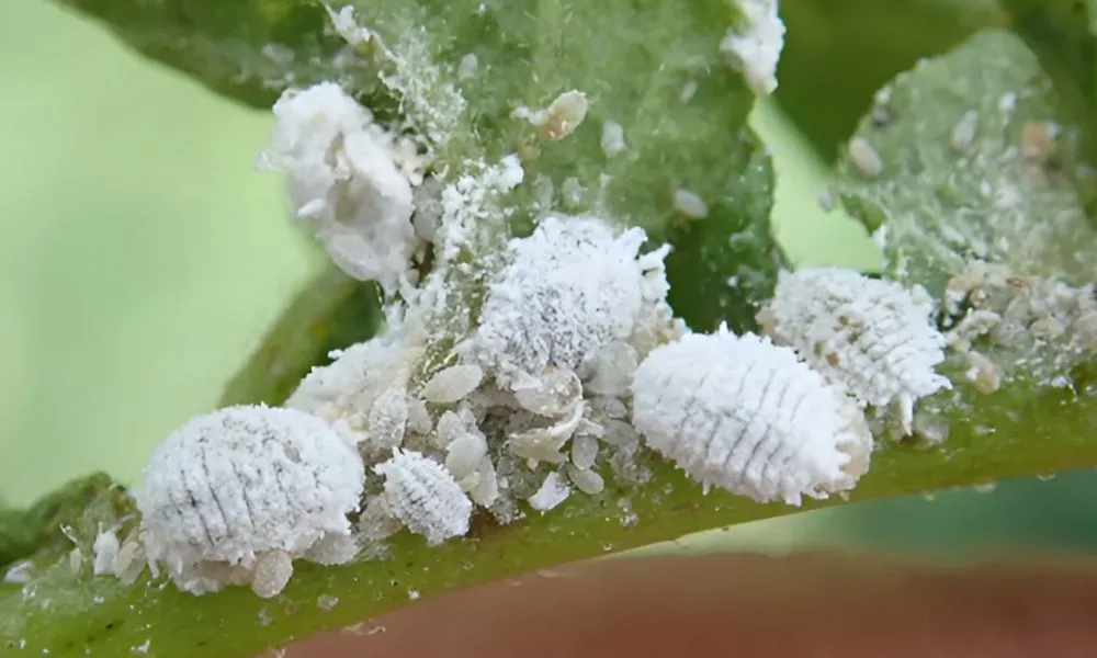 Rệp sáp là sâu bệnh phổ biến thường xuất hiện trên cây chuối