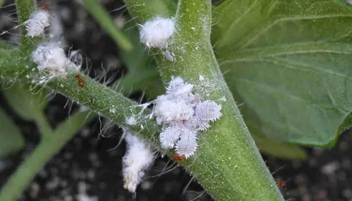 Rệp trắng thường gây hại cho bộ lá của cây hoa Pansy