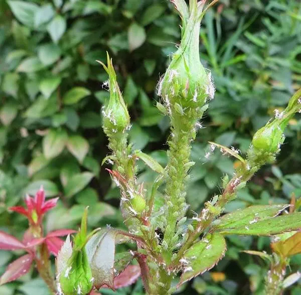 Rệp vừng là một trong những côn trùng hút nhựa phổ biến gây hại cho hoa hồng