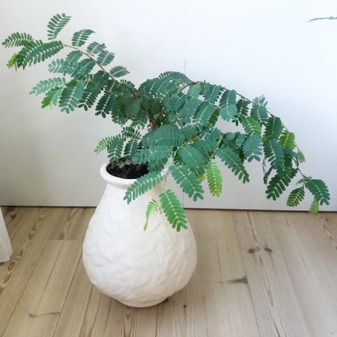 Cách Trồng Cây Me Bằng Hạt Chi Tiết A-Z Đạt Tỷ Lệ Nảy Mầm Tối Đa