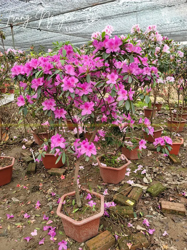 Sắc hồng tươi tắn của hoa đỗ quyên ta nổi bật trên nền lá xanh thắm, tạo nên sự hài hòa