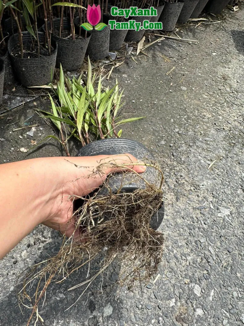 Sắc tím lãng mạn của hoa Chiều Tím tô điểm cho không gian xanh mát của sân vườn