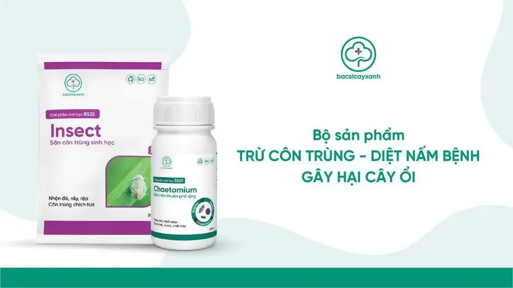 Sản phẩm sinh học BS25 Insect và BS01 Chaetomium giúp phòng trừ sâu bệnh hại khi chăm sóc cây ổi mới trồng