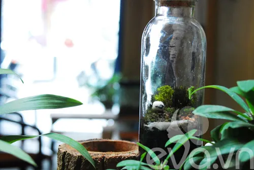 Sản phẩm Terrarium hoàn chỉnh sau khi thực hiện cách trồng cây terrarium theo các bước