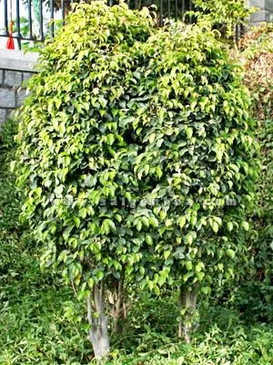 Sanh công trình với dáng vẻ nghệ thuật, phù hợp với cảnh quan đô thị