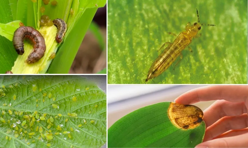 Sâu bệnh hại phổ biến trên hoa lay ơn và biện pháp phòng trừ