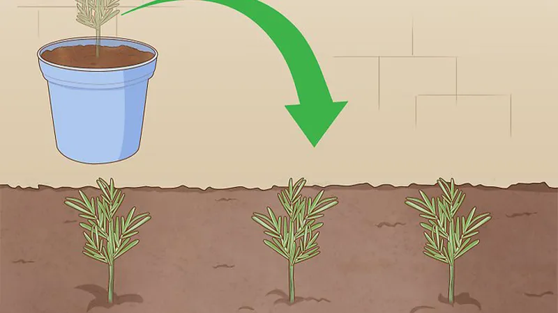 Sau khi bộ rễ đã hình thành, cây hương thảo non có thể được chuyển ra vườn hoặc trồng trong chậu lớn hơn để phát triển