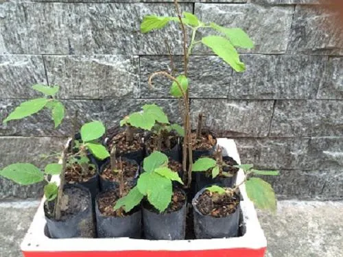 Sau khoảng 10 ngày bạn có thể bứng cây con đem ra vườn trồng.