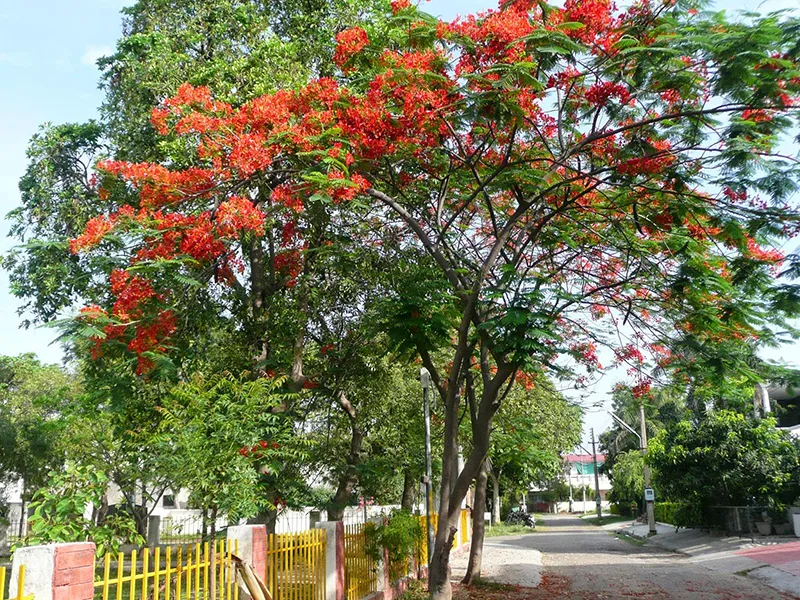 Sau khoảng 4-5 tháng cây phượng sinh trưởng tốt