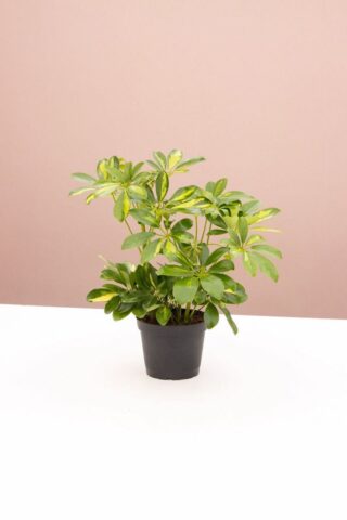 Cách Chăm Sóc Cây Ngũ Gia Bì Để Bàn Phát Triển Xanh Tốt Và Bền Vững